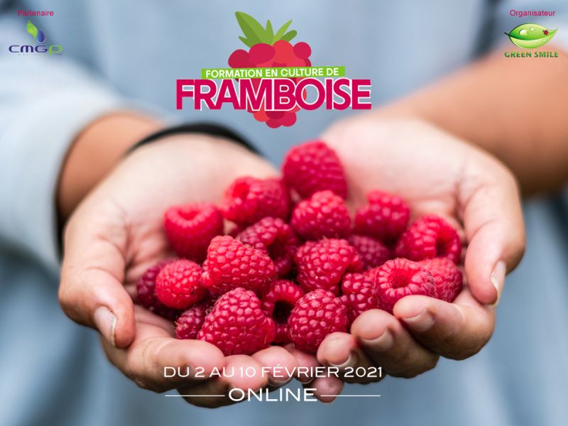 Formation en Culture de Framboise